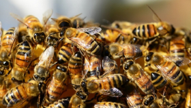 Сеть 5G может привести к массовой гибели пчел во всем мире
